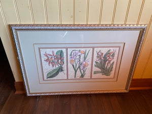 Kinder Harris Inc. Framed Print- "Three Orchids"