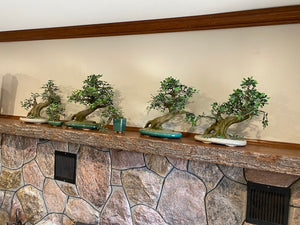 Artificial Bonsai Tree Lot